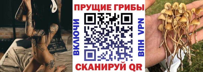 Галлюциногенные грибы Cubensis Южно-Сухокумск